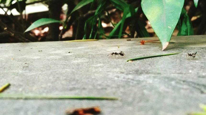 Nemátodos: los invisibles enemigos del suelo agrícola y cómo controlarlos de manera sostenible